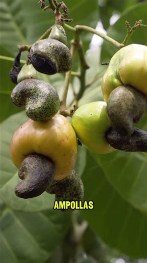 This is why you've never seen cashews in the shell 🤯