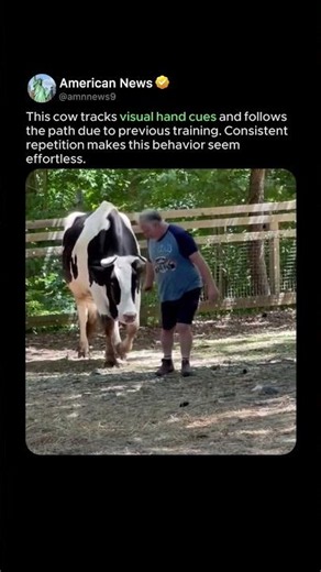 WHY THIS COW FOLLOWS LEADER