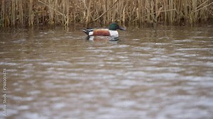 Northern shoveler duck bird floating on fast river stream along reeds.