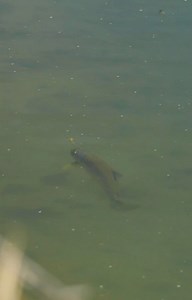 New video! A snippet of today's new YouTube video - click here: https://youtu.be/Tg-kXega34Y - Dave walks through his mindset & methodology in taking on brown trout rising in clear, slow, low water on a bright, sunny day with few bugs on the water. If you struggle with this scenario it's a fantastic opportunity to see how he does it! | Jensen Fly Fishing