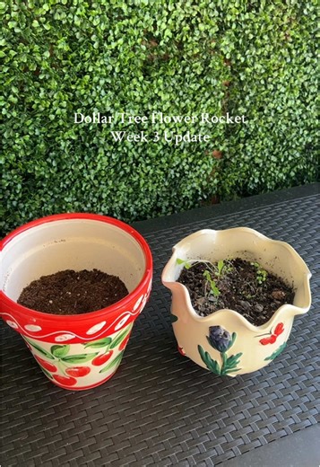 Dollar Tree Flower Rocket Week 3: Re-Potting Update