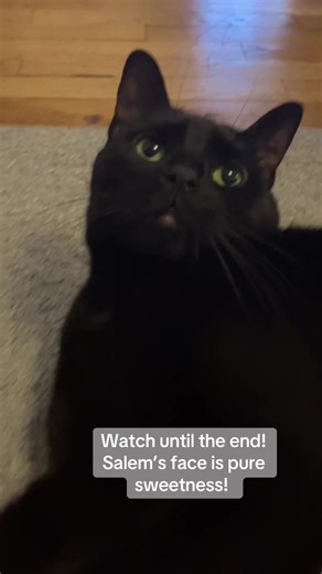 Salem the Sweetest Cat on TikTok