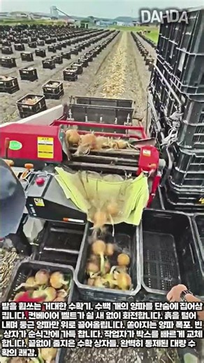 이 거대한 기계는 어떻게 수천 개의 양파를 상자에 담을까? #worker #process #agriculture #onion #machinery
