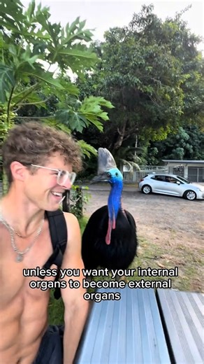 This Northern Cassowary tried to steal my banana 🍌👀 #cassowary | Coltyy
