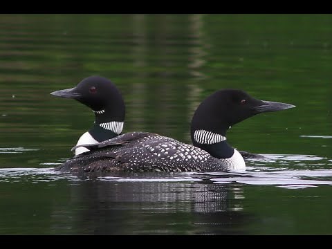 Calming Sounds Nature: Loons on the Lake Wisconsin Wildlife up close beautiful Join us for adventure