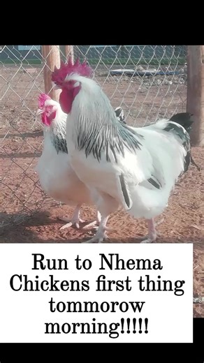 The Art of Breed Selection: Choosing the Right Chickens for Your Farm Dear valued clients and fans, At Nhema Chickens, we're passionate about providing high-quality poultry products and sharing our knowledge with you. Today, we're excited to share with you the importance of breed selection in poultry farming. ⚡Why Breed Selection Matters Breed selection is a crucial aspect of poultry farming, as it directly impacts the health, productivity, and profitability of your farm. With so many breeds to