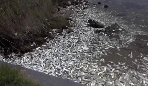 Thousands of dead fish wash up in Texas