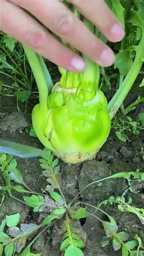 #Chinese turnip #vegetable planting #planting tips #agriculture and vegetable cultivation