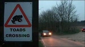 Volunteers help toads with move