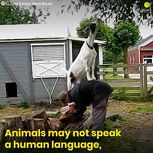 SEE HOW EACH OF THESE SOULS OF DIFFERENT SPECIES REACT TO THE KINDNESS ...shown by a human soul that sees them as part of their extended family, not food, clothing or entertainment...because that is what all beings are, we are like an older sibling that is supposed to help them, not take advantage of them...and once we have learnt this truth we can finally call ourselves humane and enlightened...THE NEXT STEP IN OUR EVOLUTION IS TO EXTEND OUR CIRCLE IF COMPASSION TO INCLUDE ALL BEINGS -- Animal 