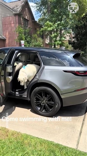 Dog visits grandparents for some pool fun | Hilarious Ted