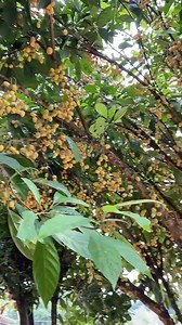 25K views · 371 reactions | #CountrysideLife #FruitHarvest #PeacefulLiving #CountryVibes #FarmLife #HarvestTime #FreshFruits #SimpleLife #CountryLiving | Cane City Official | Facebook