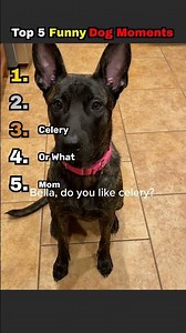 The Most Hilarious Dog Moments You Need To See Right Now #funny #memes #cutedog