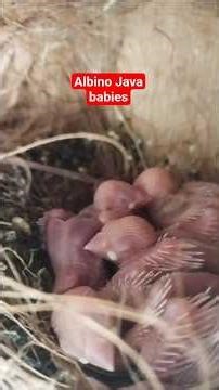 From Eggs to Life 🤍 Albino Java Finch Babies!” March 14, 2026