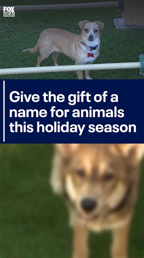 NAME A RESCUE ANIMAL🐾 One animal rescue in Scottsdale is hoping the community will help give their animals the gift a name this holiday season. | FOX 10 Phoenix