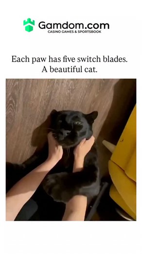 education. on Instagram: "The post's video captures a black domestic cat playfully extending its front paws' five retractable claws while being petted on a wooden floor, captioned to evoke their switchblade-like sharpness and elegance. From @AMAZlNGNATURE , a nature-focused account, it amassed 60,000 likes and 1.6 million views in hours, drawing replies that mix humor about the cat's "murder pillow" duality with shared animal clips. Feline claws retract via elastic ligaments to maintain razor ed