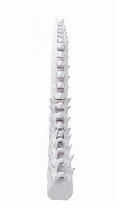 Human spine model, specification for human vertebrae model, 3d rendering.