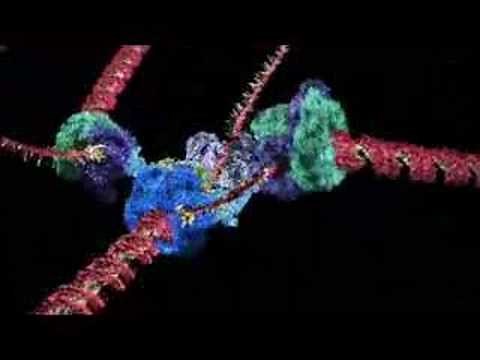 How DNA Copies Itself