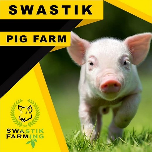 Feeding rate by age and Expected Body Weight gain in Pigs