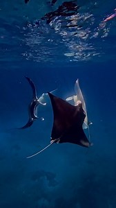 18K views · 1.4K reactions | This isn't synchronised swimming... this...