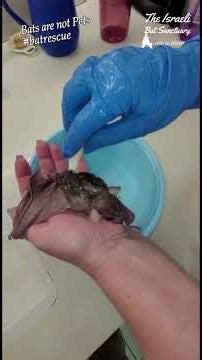 Back poop is the perfect excuse for a bath with foster mom 😜 #bat #bath #rescue #shower #clean #baby