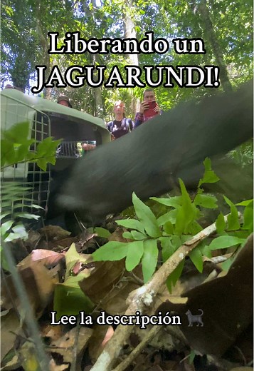 El Esquivo Yaguarundí: Su Nueva Vida