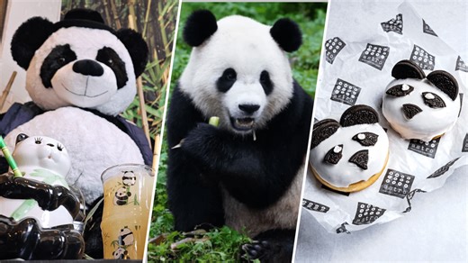Panda-monium in DC: Where to find panda treats, Bao-zy cocoa, souvenir Metro cards