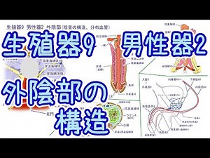 Reproductive organs 9 Male genitalia 2 Vulva/Penis (phallus, lingamus, phallus) ●Related explanat...