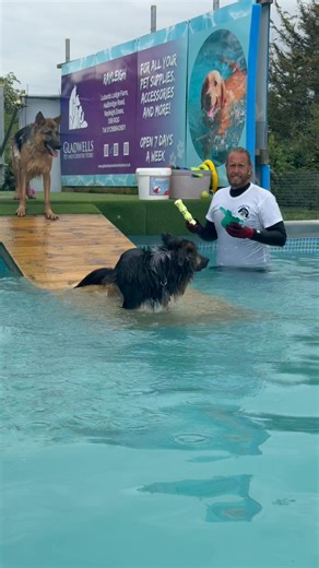 31K views · 936 reactions | German shepherd Frankie telling Terry off for throwing the wrong toy 藍 border collie Monty isn’t fussy about what toy he fetches  | Canine Dip and Dive Maldon | Facebook