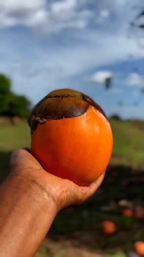 62K views · 283 reactions | How do you call this fruit in your language ? | Nyako Nyako | Facebook