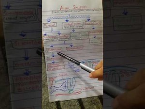 Axial skeleton development embryology easily explained.