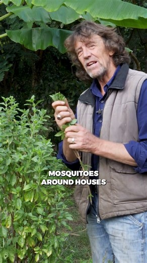 This plant’s been sacred for thousands of years and for good reason. #permaculture #tulsi