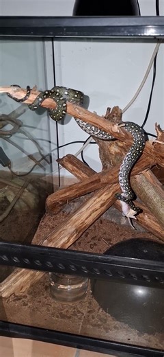 Morelia spilota spilota ( python diamant) ❤️❤️❤️