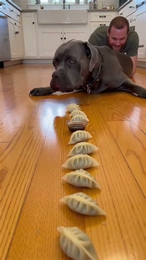 Man vs. Cane Corso: The Great Pot Sticker Race! 🥟🐕