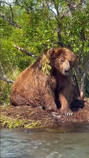 🐻 Massive Alaskan Brown Bear Fishing for Dinner on the Alagnak River! 🐟 #viral #bear #fyp #shorts
