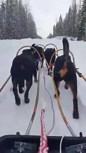 41K views · 2.4K reactions | On our way from the Santa factory to the whole world with all the christmas presents a real heavy load❤️ | Rottweiler Life | Facebook