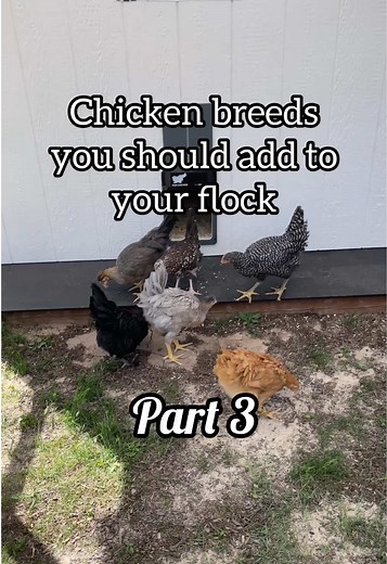 Midnight Majesty Marans: The Ultimate Backyard Chicken