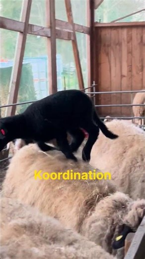 A few bucking and frolicking lambs! 🐑