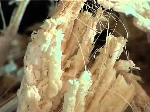 Eco Talk: Organic Paper Making