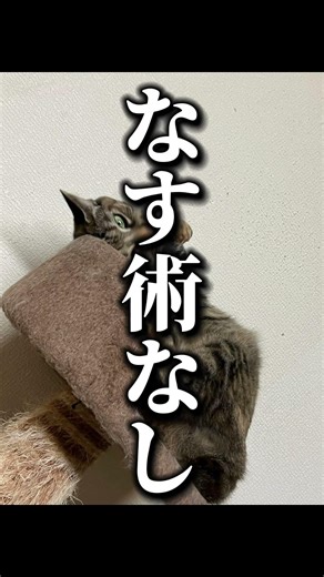 やば🤭"Where does your 'derpy' face come from?"#cat #funny ##funnyanimals #shorts