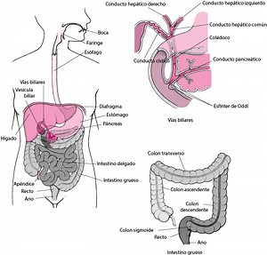 Introducción al aparato digestivo