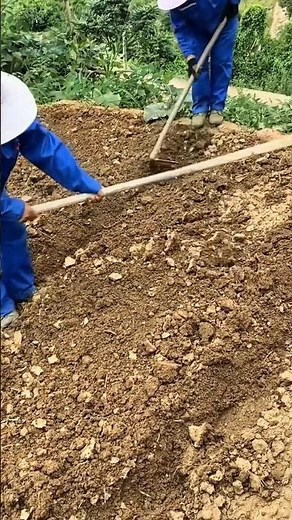 Agricultural Soil Preparation, Meticulously Raking the Important, Fertile Garden Ground.