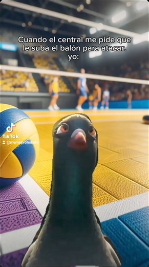 No, no te conozco. *la subo a la cuatro* ~Síguenos ahora en tik tok que tenemos tik tos. | Memes voleibol