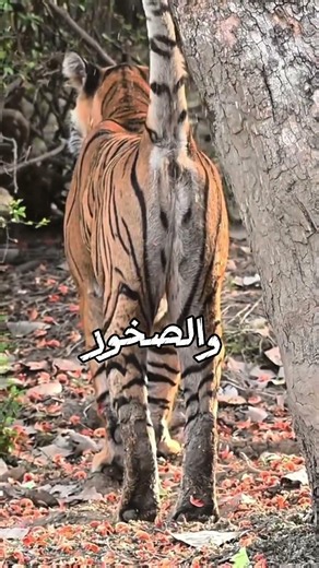 شاهد هدا النمر وهوا يرش ماذة غريبه على زوار 🐯😱