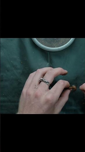 DEMO: How to hook a worm correctly #beginnerfishing #luredinnfishing #fishing #fishingtips