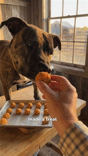 Carrot & peanut butter dental treats 🐾