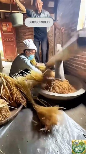 How Rice Was Threshed Before Machines: Incredible Traditional Agriculture Technique #farming #viral