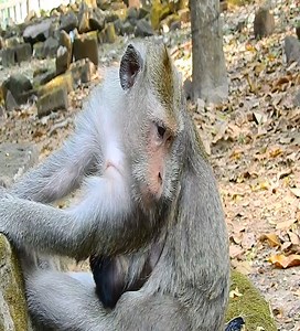 6.9K views · 118 reactions | Baby monkey left alone in the rain. #monkey | TJ Walker | Facebook