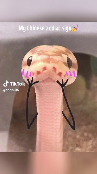 Exploring the Snake in Chinese Zodiac Sign