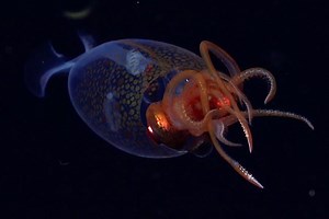 Colossal squid filmed alive in deep ocean for the first time ever | Discover Wildlife